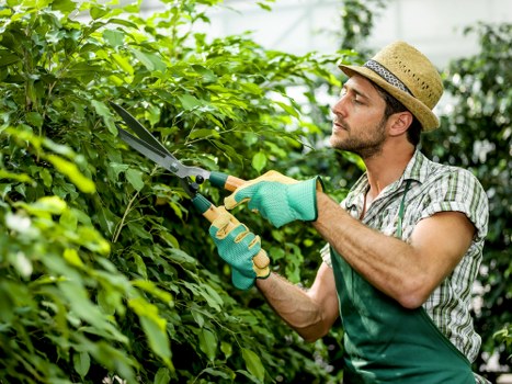Skilled hedge trimming in Crayford shaping a tidy outdoor space