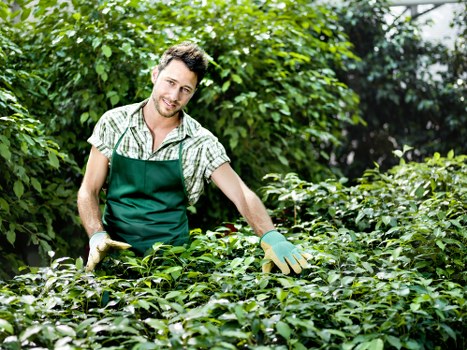 Local hedge trimming in Crayford maintaining attractive hedges