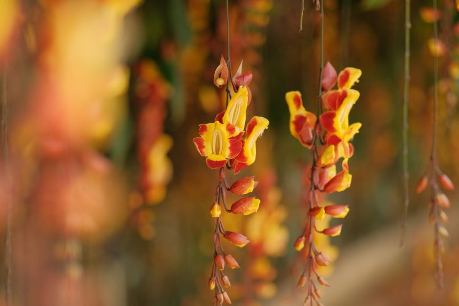 Close-up of hanging clusters of vibrant yellow and red flowers with elongated, tubular shapes, gracefully draping from thin, dark stems against a blurred background of greenery and warm autumn hues. T